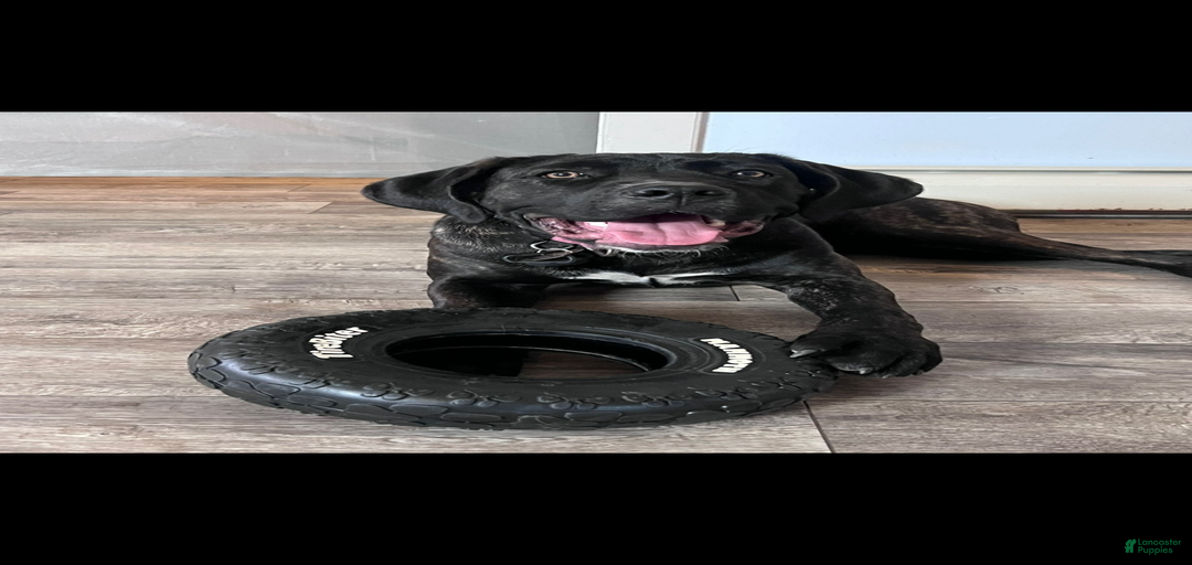 Gallery Image {{count}}