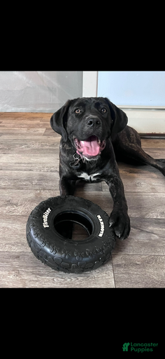 Gallery Image {{count}}