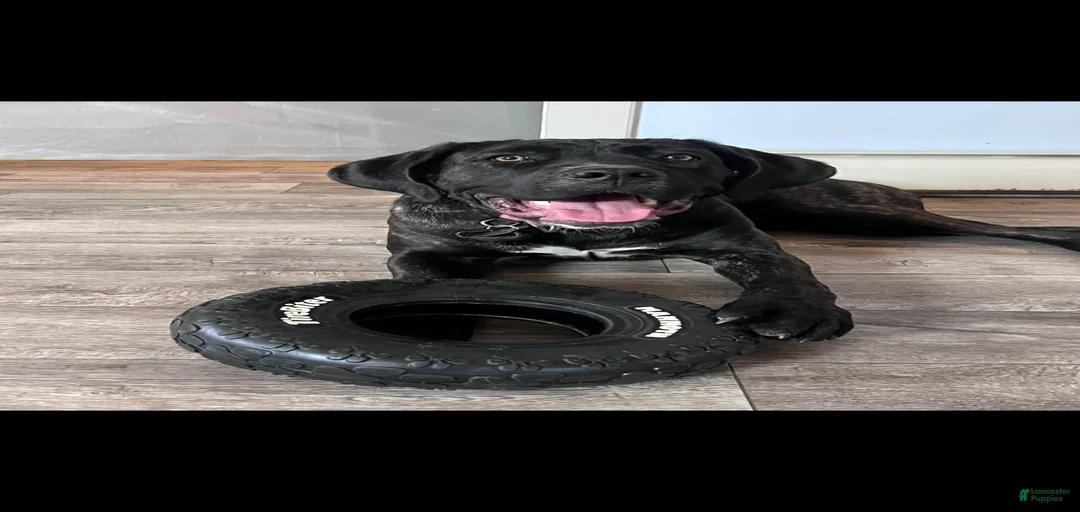 Gallery Image {{count}}