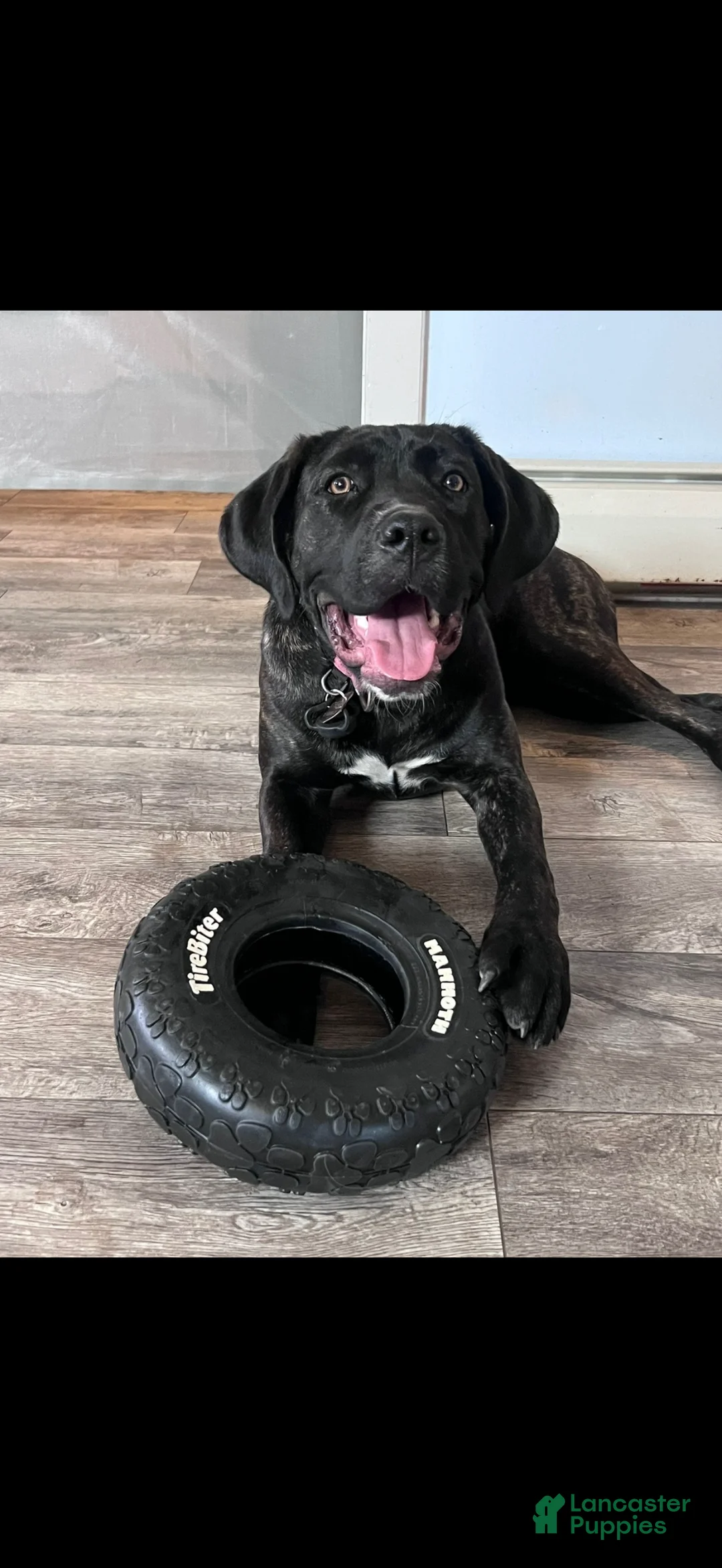 Gallery Image {{count}}