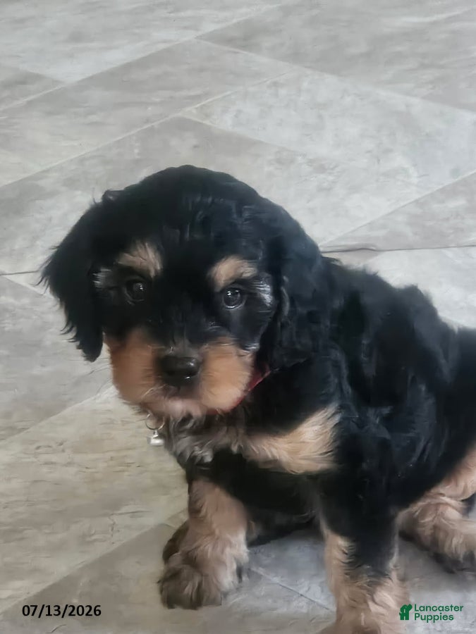 Cavapoo dogs Ginger - Ad 1
