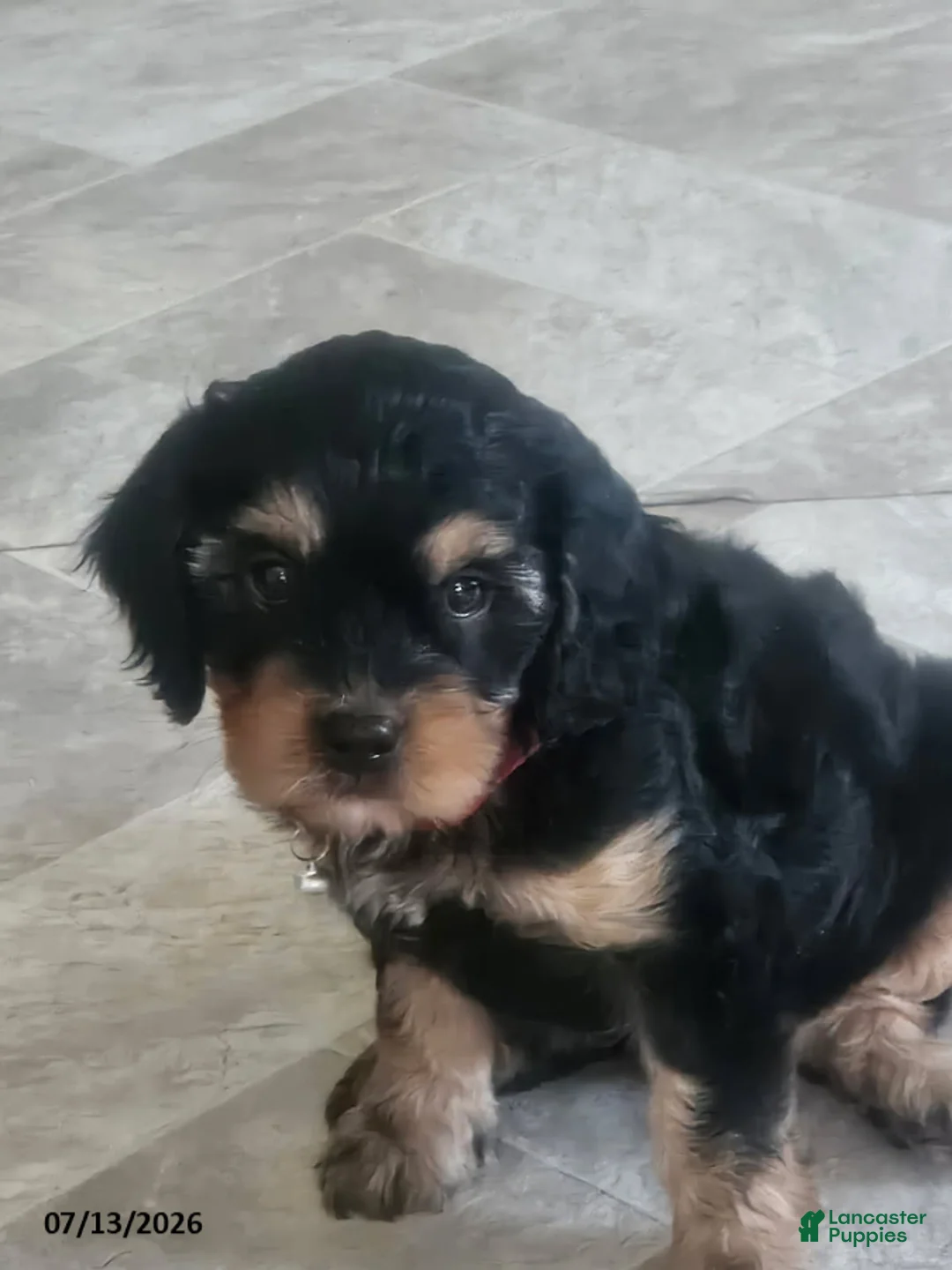 Cavapoo dogs for sale: Ginger - Ad 1