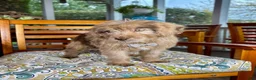 Labradoodle dogs for sale:  Reese  - Ad 6
