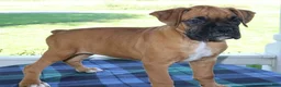 Boxer dogs for sale: Abby- Champ lines - Ad 5