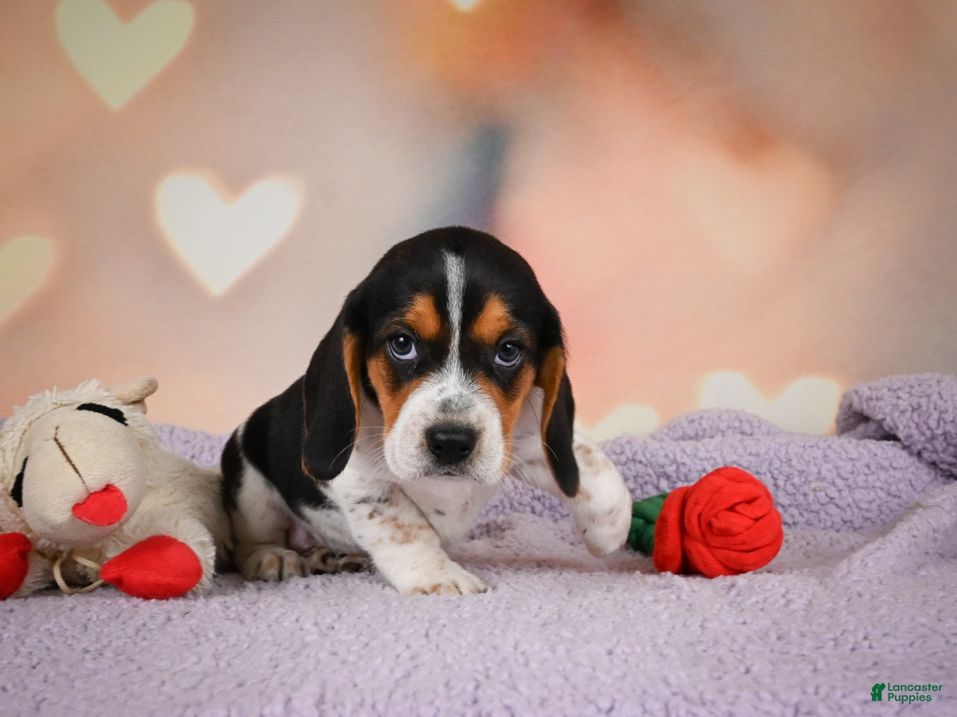 Beagle dogs OTTO - Ad 2