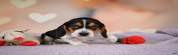 Beagle dogs for sale: OTTO - Ad 2