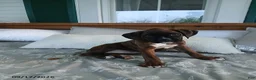 Boxer dogs for sale: Izzy - Ad 4