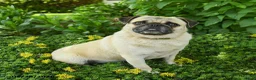 Pug dogs for sale: Tina - Ad 2