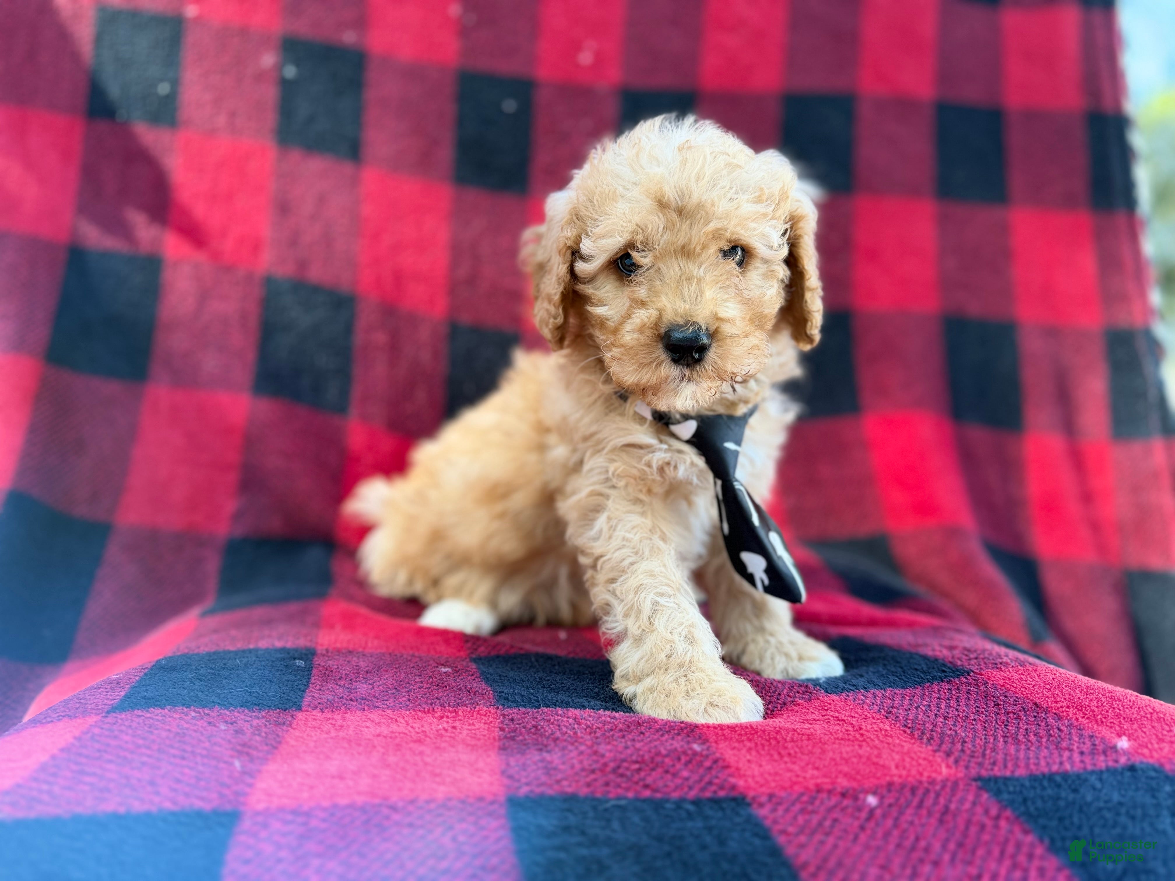 Cavapoo dogs Dexter - Ad 10