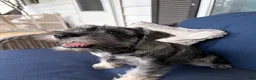 Miniature Schnauzer dogs for sale: Roo - Ad 2