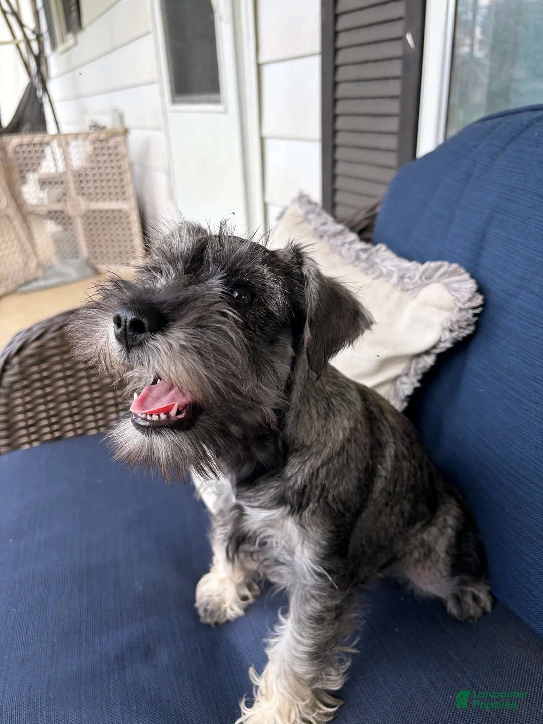 Miniature Schnauzer dogs for sale: Roo - Ad 2