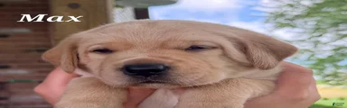 Max -AKC