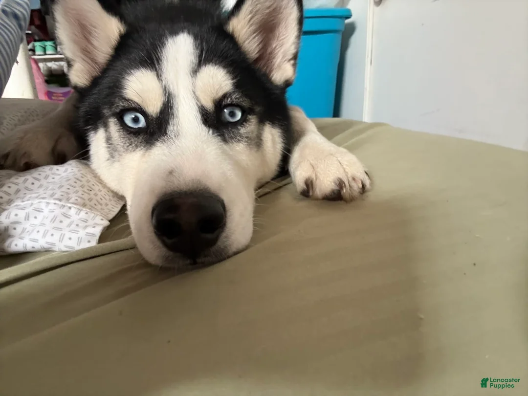 Gallery Image {{count}}