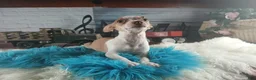 Chihuahua dogs for sale: Male teacup chihuahua.  Hand Delivery  - Ad 3