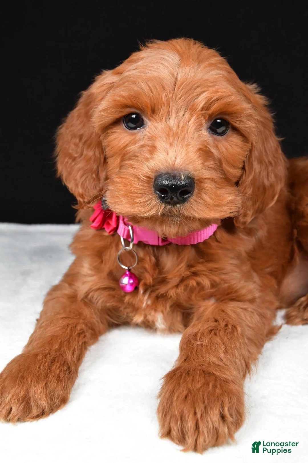 Mini Goldendoodle dogs for sale: Stacey F1B - Ad 2
