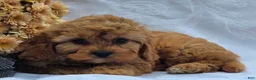 Cavapoo dogs for sale: Rosey - Ad 3