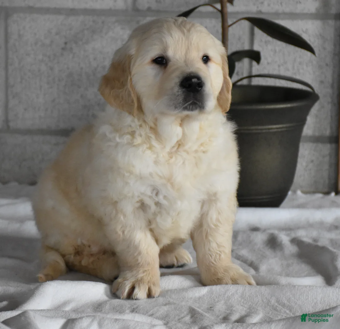 Golden Retriever dogs for sale: Cleo Genetic/OFA  - Ad 1