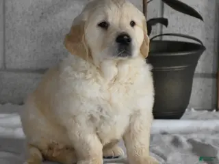 Golden Retriever dogs Cleo Genetic/OFA - Ad 40