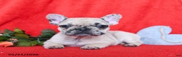 French Bulldog dogs for sale: Bella   - Ad 3