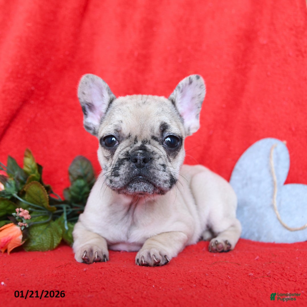 French Bulldog dogs for sale: Bella   - Ad 3