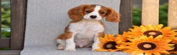 Cavalier King Charles Spaniel dogs for sale: Charlie - Ad 1