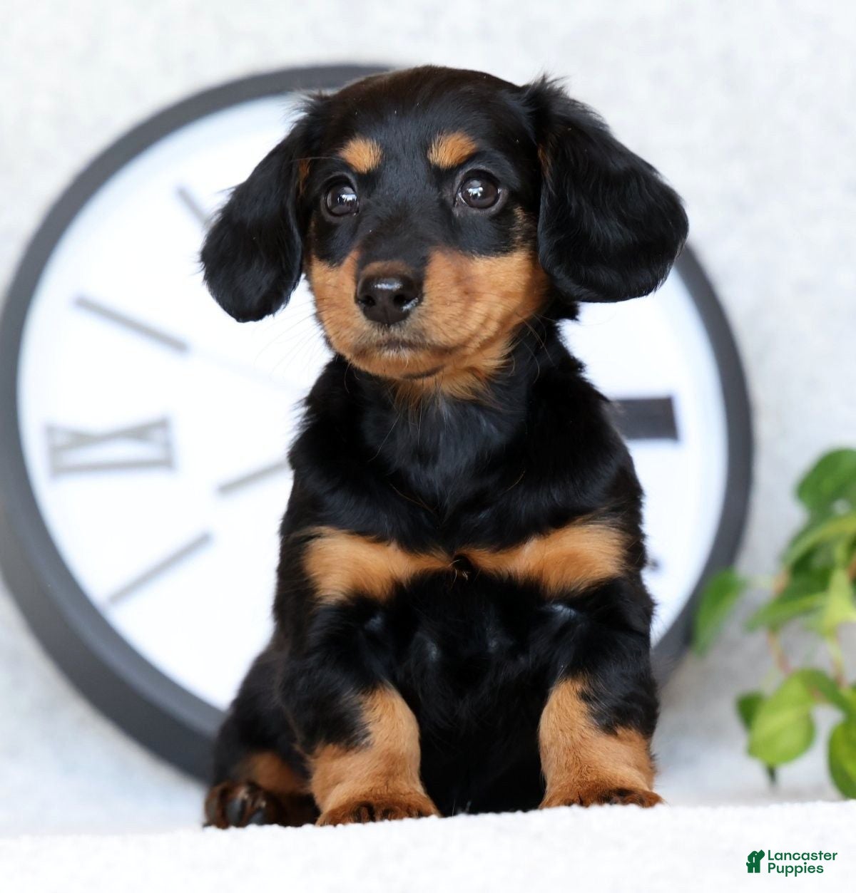 Miniature Dachshund dogs for sale: Willow - Ad 3
