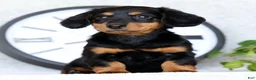 Miniature Dachshund dogs for sale: Willow - Ad 1