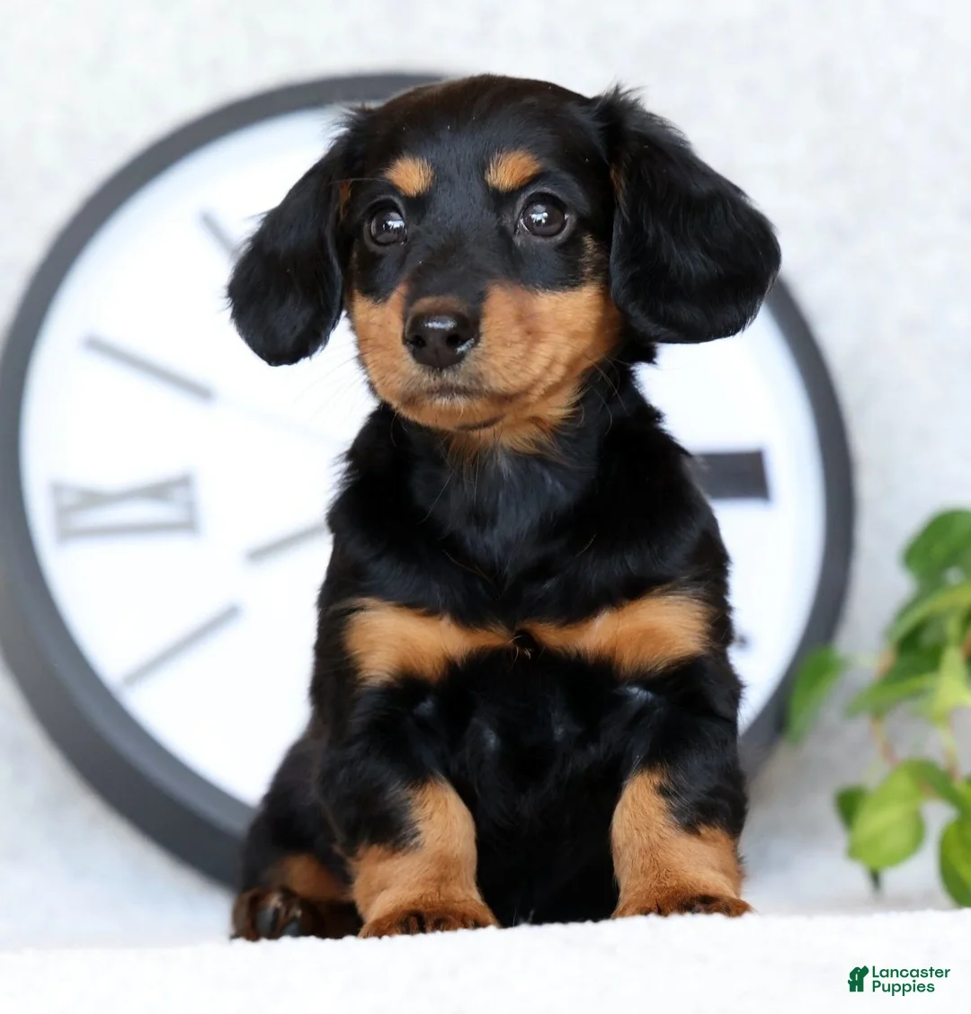 Miniature Dachshund dogs for sale: Willow - Ad 1