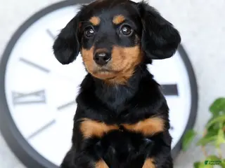 Miniature Dachshund dogs for sale: Willow - Ad 3