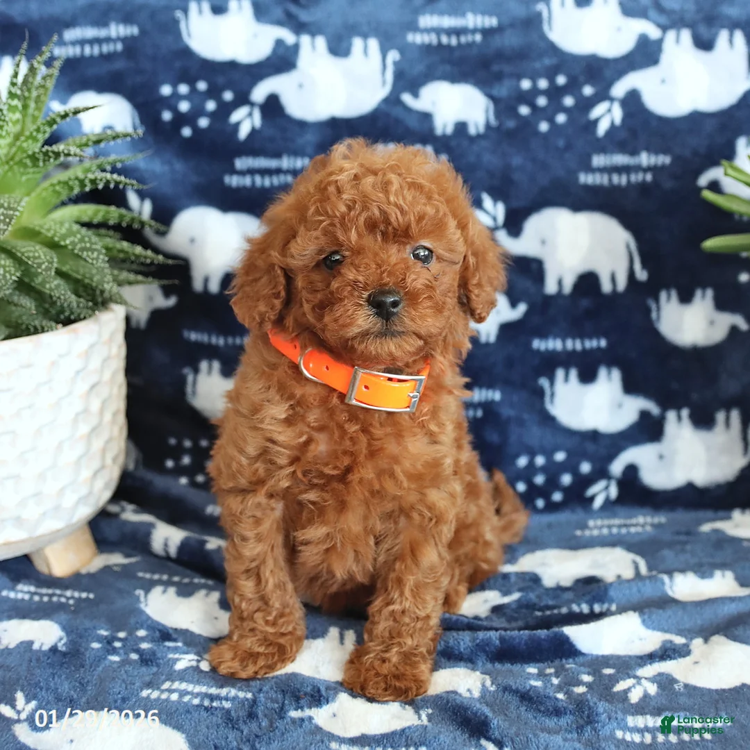 Miniature Poodle dogs for sale: Nevan - Ad 5