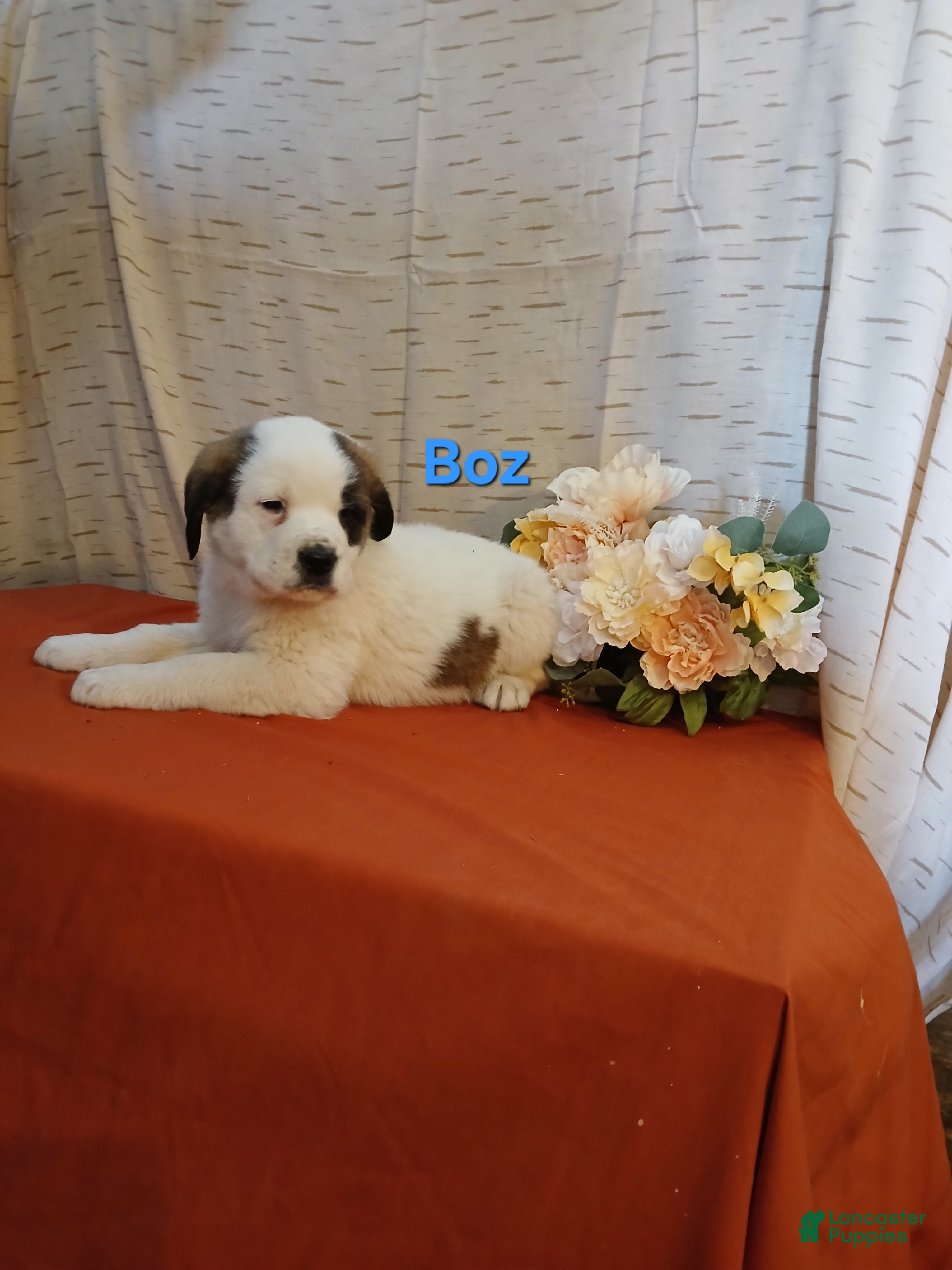 Saint Bernard dogs Boz - Ad 32