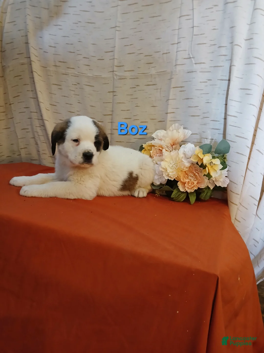 Saint Bernard dogs for sale: Boz - Ad 1