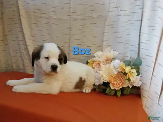 Saint Bernard dogs Boz - Ad 32