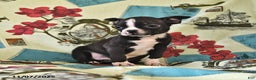 Boston Terrier dogs for sale: Ace - Ad 4