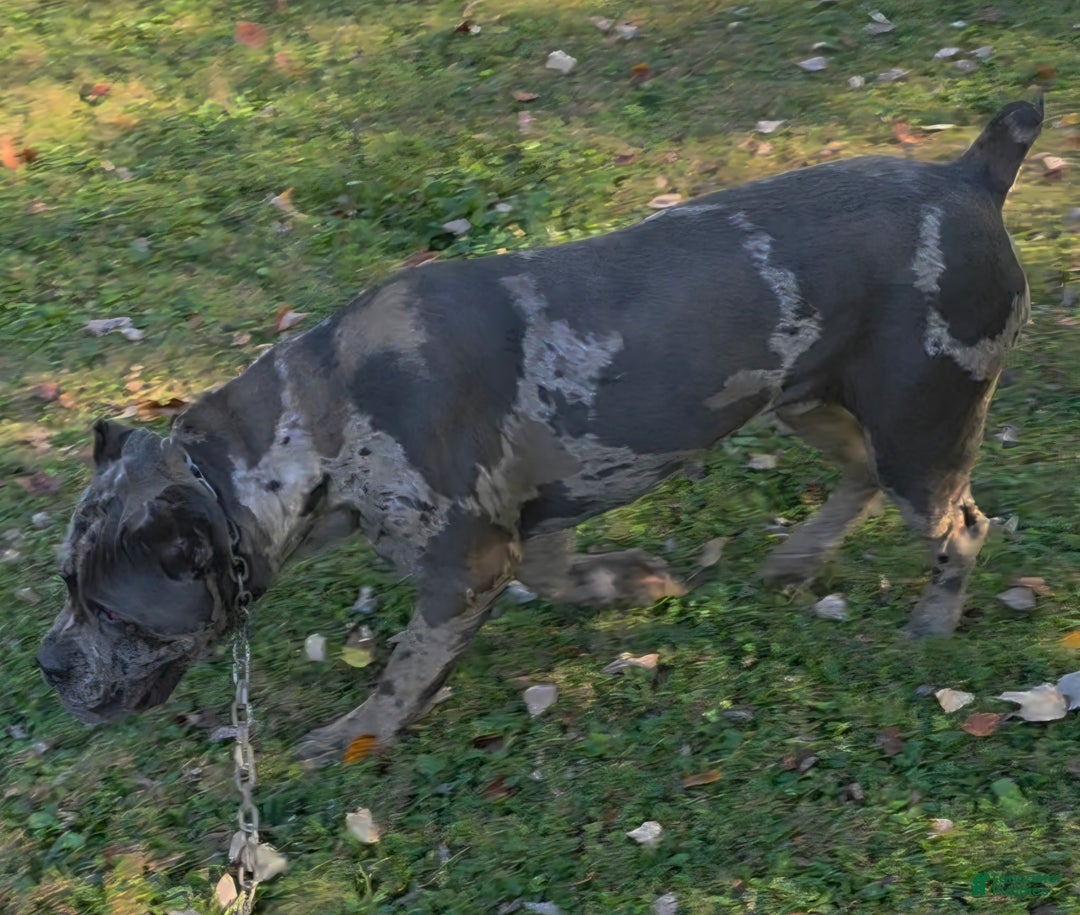 Cane Corso dogs for sale: Cane Corso Puppy 1 - Ad 4