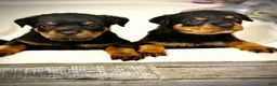 Rottweiler dogs for sale: Rottweiler 2 - Ad 3