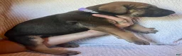 Great Dane dogs for sale: Waverly - Ad 2