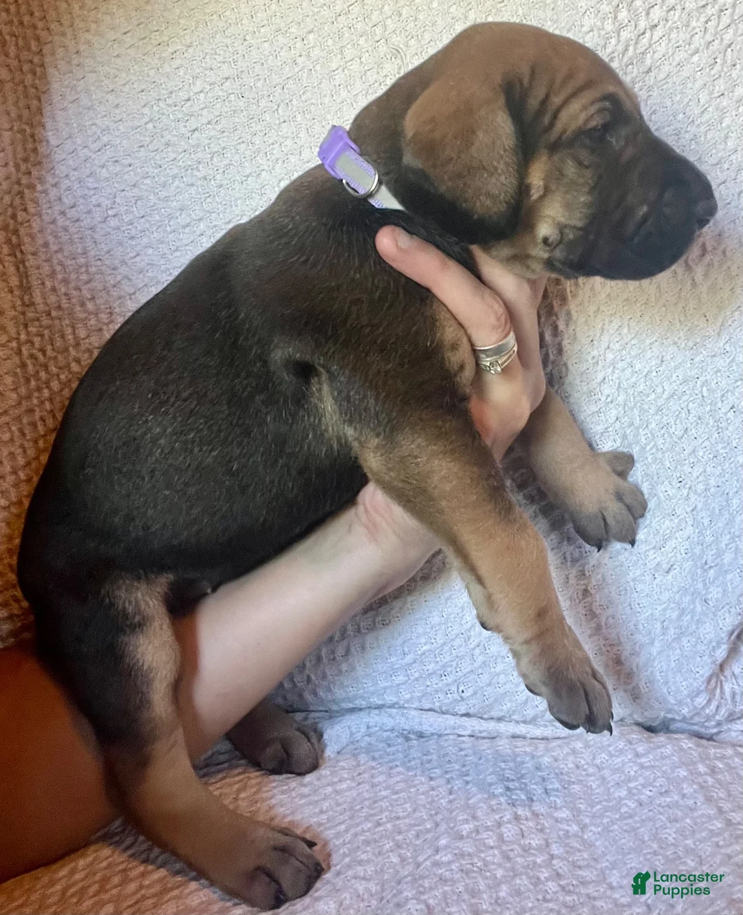 Great Dane dogs for sale: Waverly - Ad 2