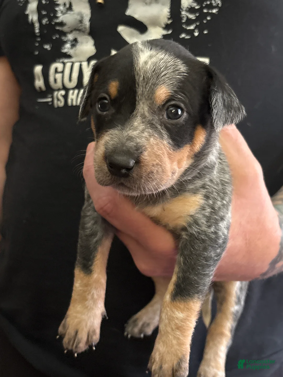 Australian Cattle Dog dogs for sale: Curly - Ad 13