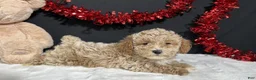 Toy Poodle dogs for sale: Addie - Ad 4