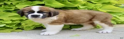 Saint Bernard dogs for sale: Lucy - Ad 5