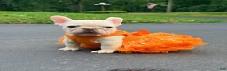 French Bulldog dogs for sale: Anfisa - Ad 6