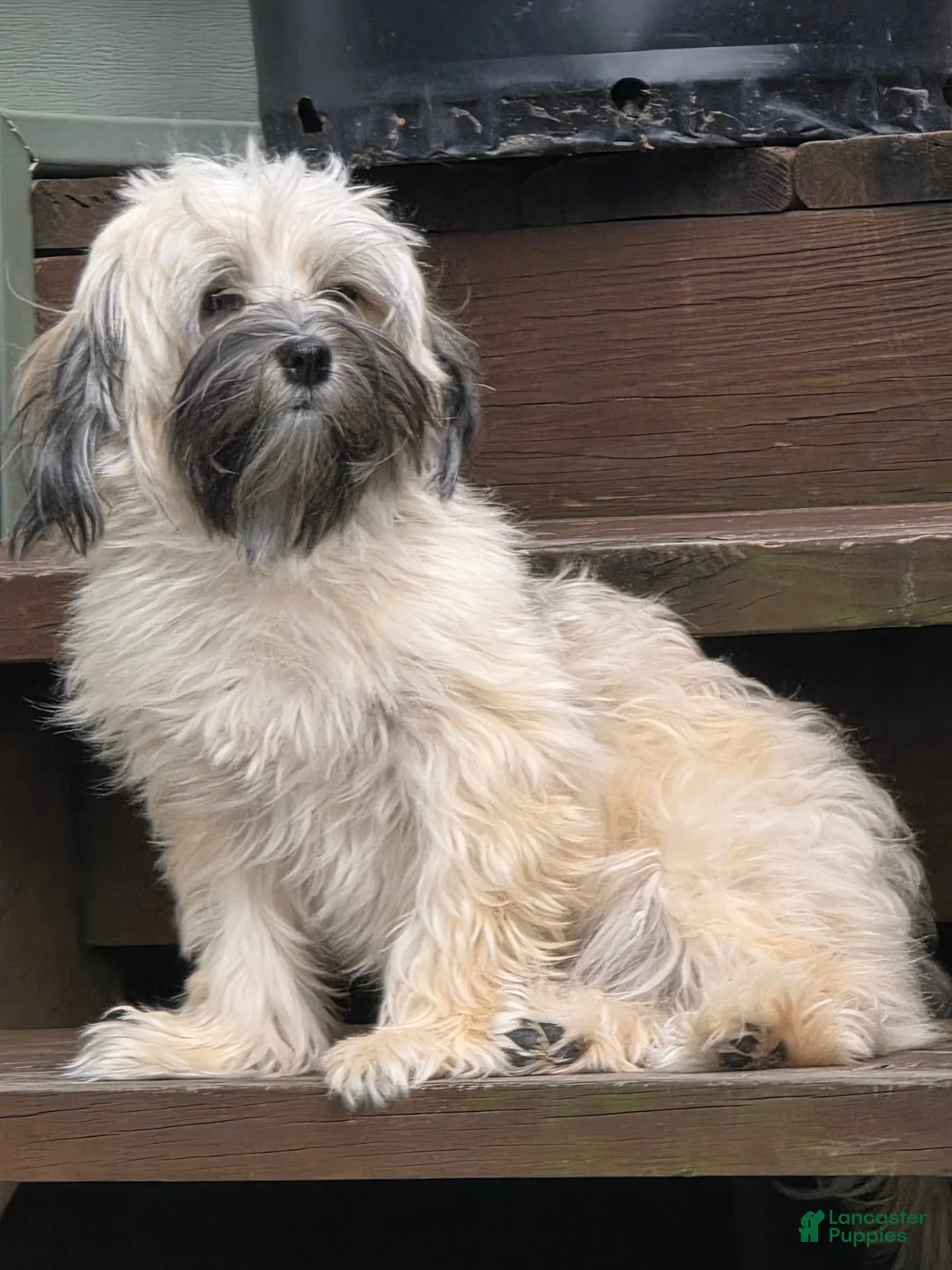 Havanese dogs for sale: Chico - Ad 5