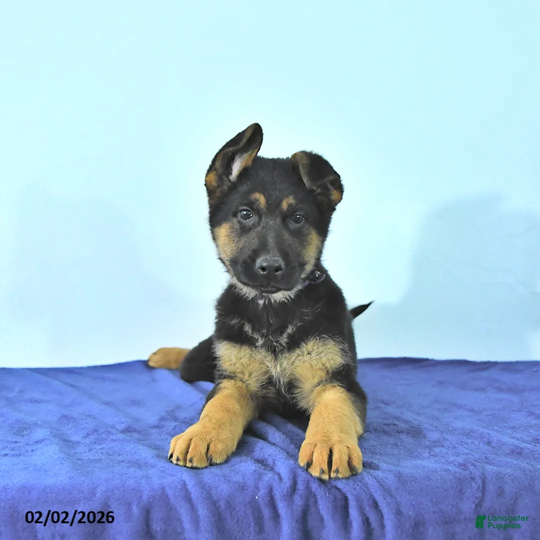 German Shepherd dogs for sale: Ryan - Ad 2