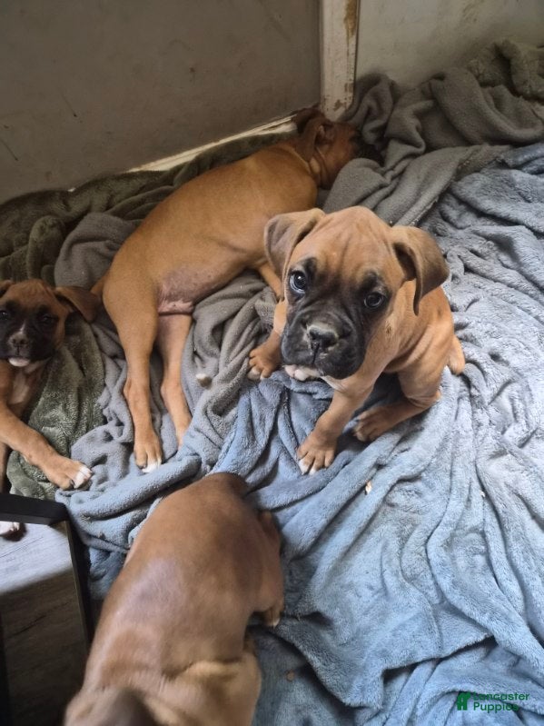 Boxer dogs Boxer Puppy 3 - Ad 8