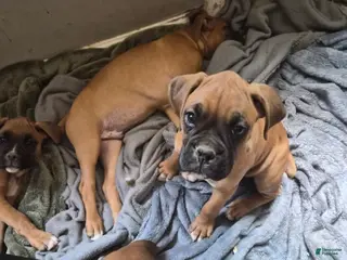 Boxer dogs Boxer Puppy 3 - Ad 24