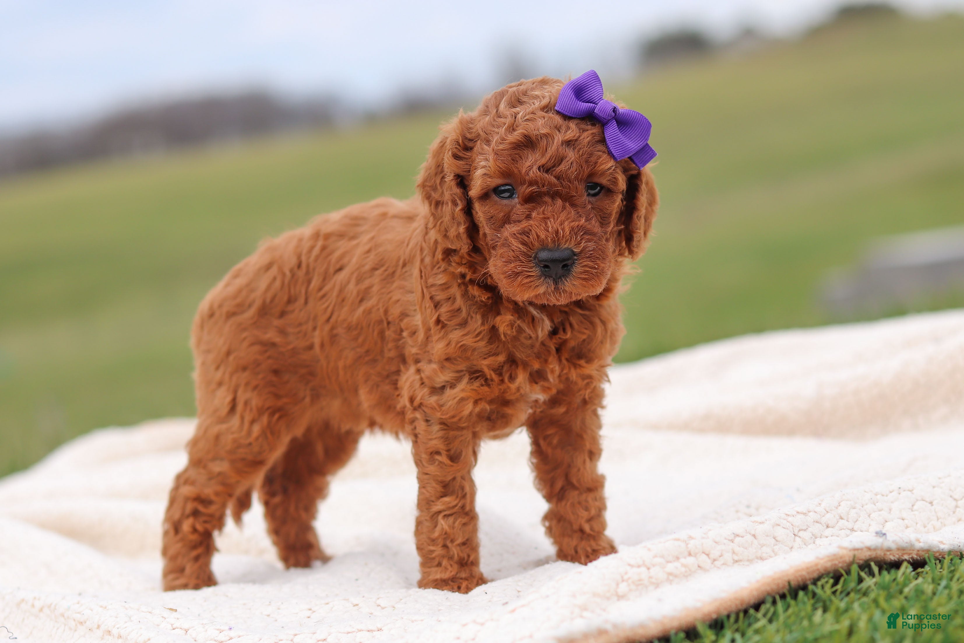Miniature Labradoodle dogs Tilly - Ad 2