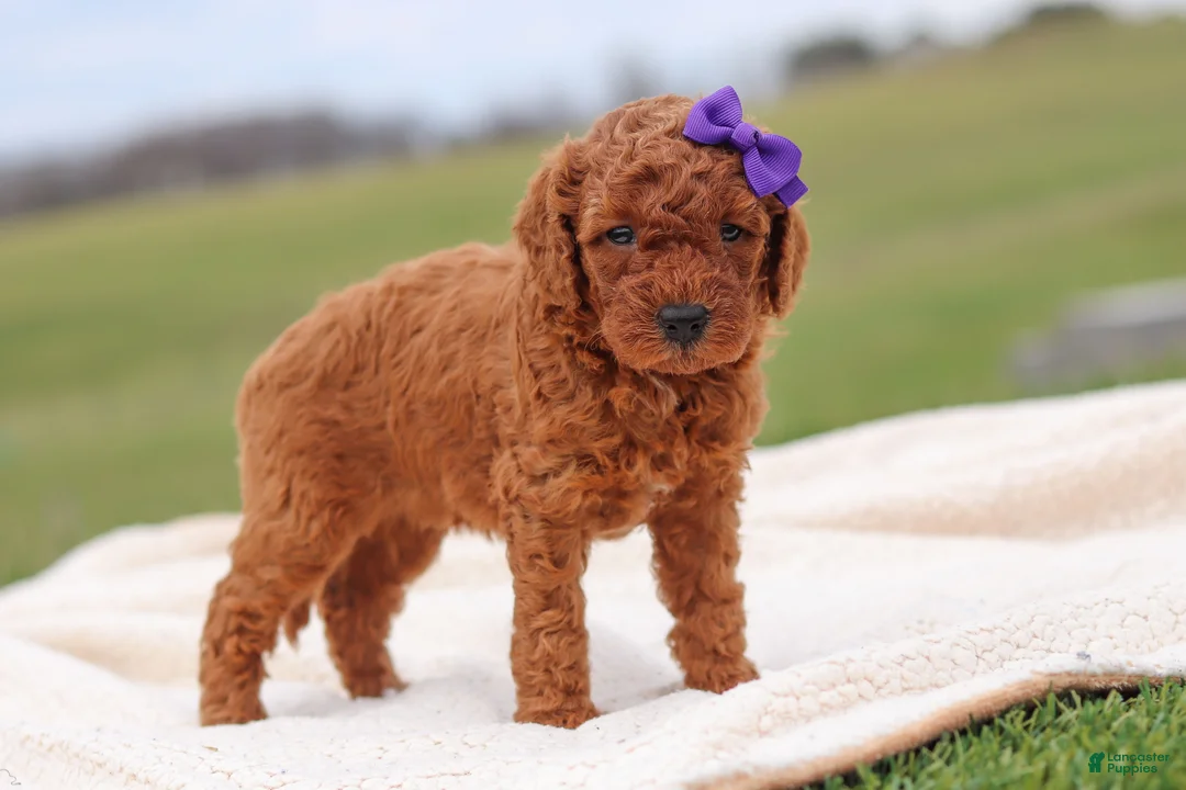 Mini Goldendoodle dogs for sale: Tilly - Ad 2