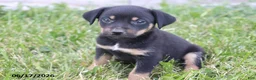 Mixed Breed dogs for sale: Sparky - Ad 1