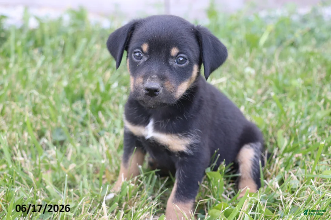 Mixed Breed dogs for sale: Sparky - Ad 1
